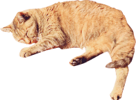 茶色い猫の写真